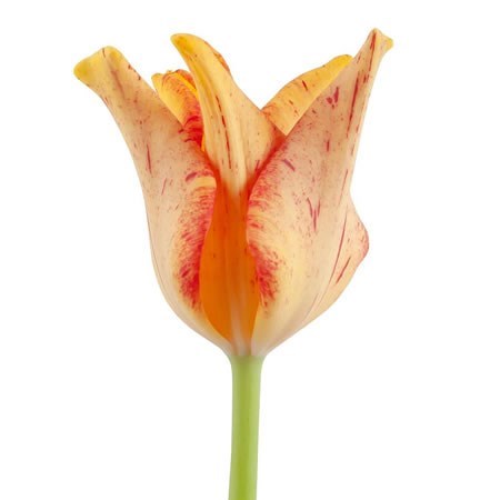 Tulips Striped Crown