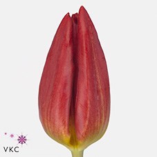Tulips Strong Fire