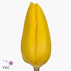 Tulips Strong Gold