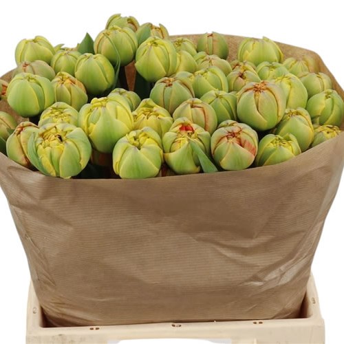 Tulips Sun Lover
