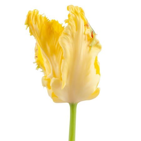 Tulips Sun Parrot