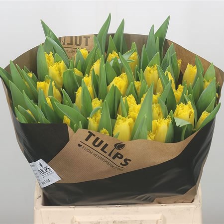 Tulips Sun Ruffles