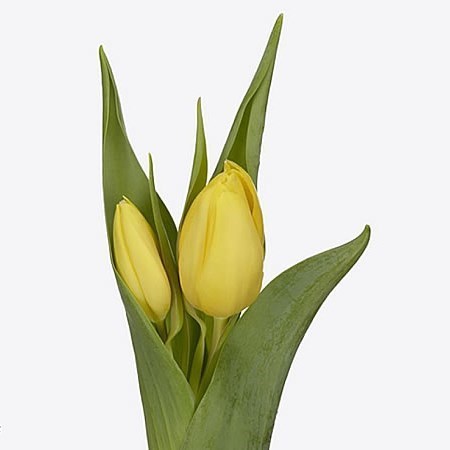 Tulips Sunbeam