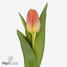Tulips Sunrise Dynasty