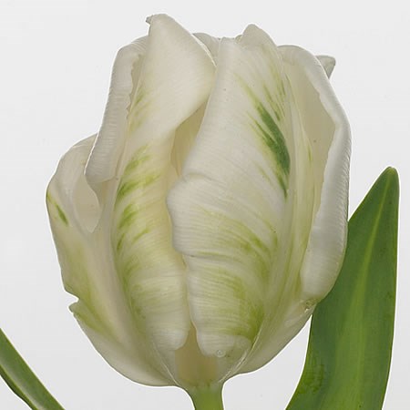 Tulips Super Parrot