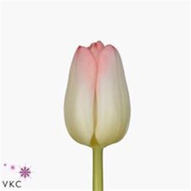 Tulips Supermodel