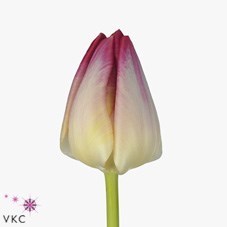 Tulips Supri Erotic