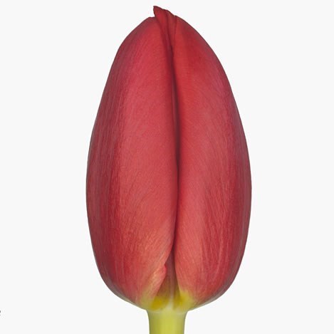 Tulips Surrender