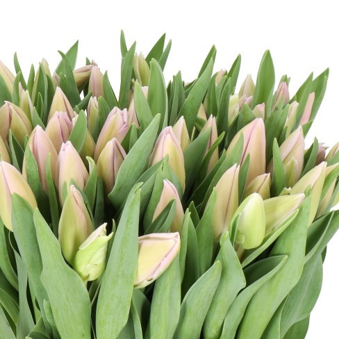 Tulips Sweet Breeze
