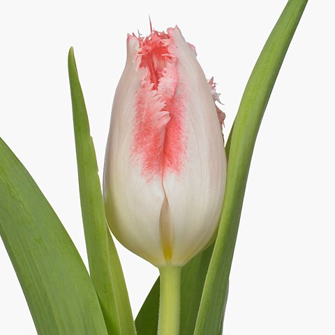 Tulips Sweet Simone