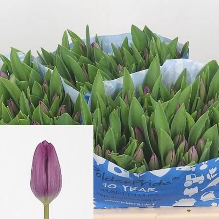 Tulips Synaeda Samouco