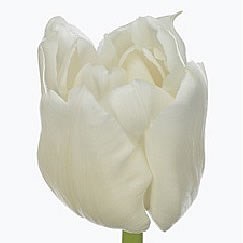 Tulips The Edge