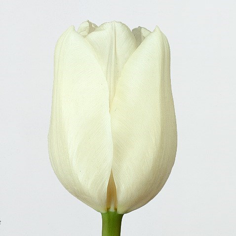 Tulips Tibet