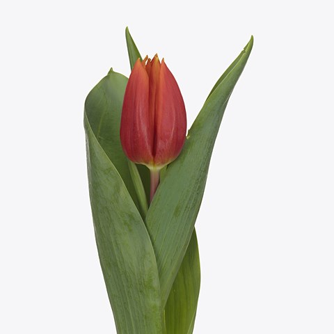 Tulips Titan