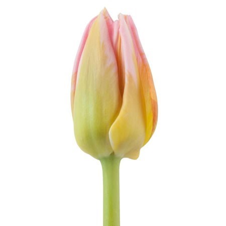 Tulips Tom Pouce