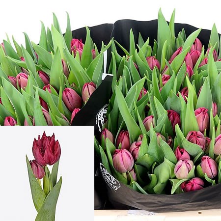 Tulips Tonga