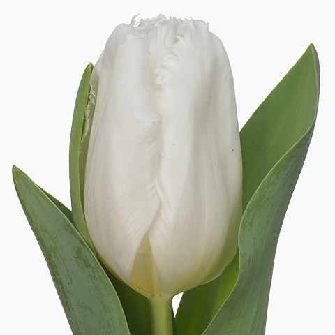 Tulips Tony M