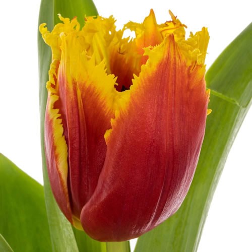 Tulips Tourmalet