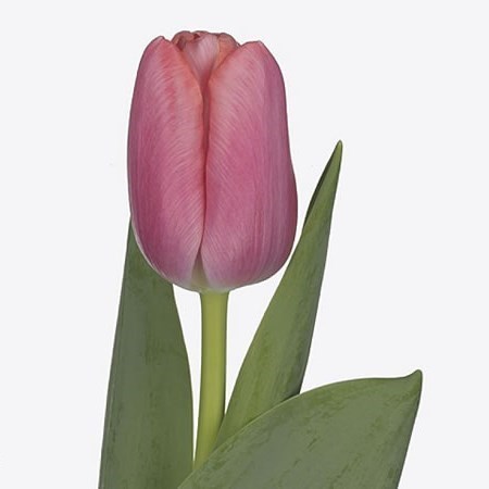Tulips Tresor