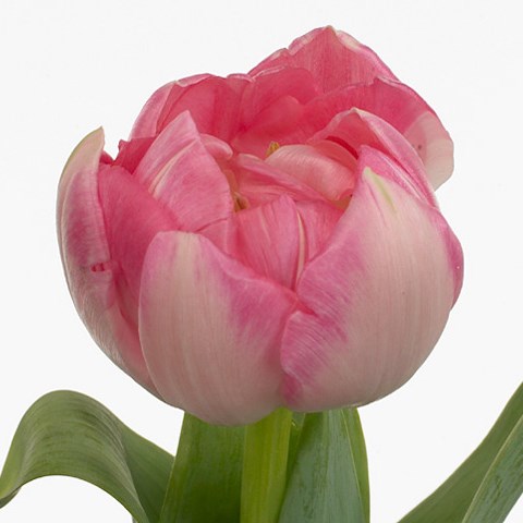 Tulips Up Stripe