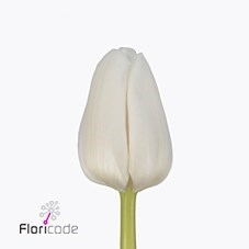 Tulips Update