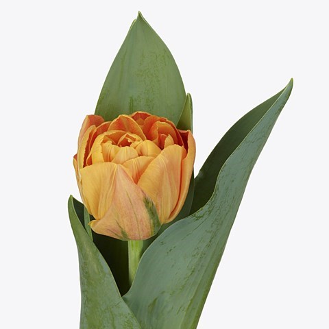 Tulips Valdivia