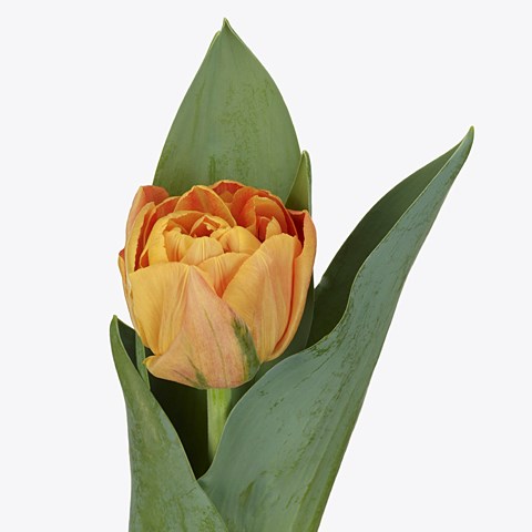 Tulips Valdivia