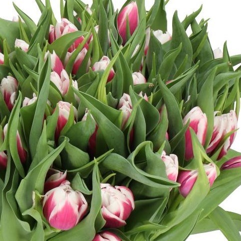 Tulips Valeska