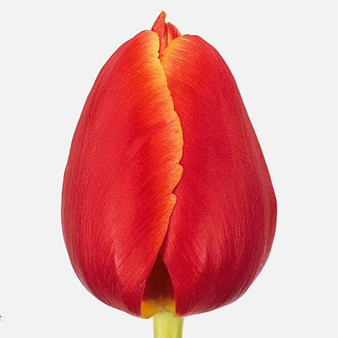 Tulips Verandi