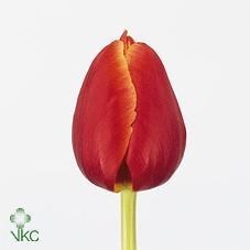Tulips Verandi