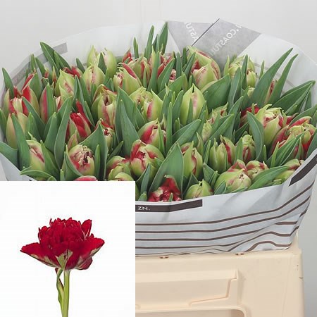 Tulips Verona Fire