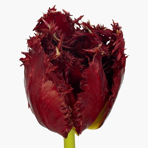 Tulips Versaci