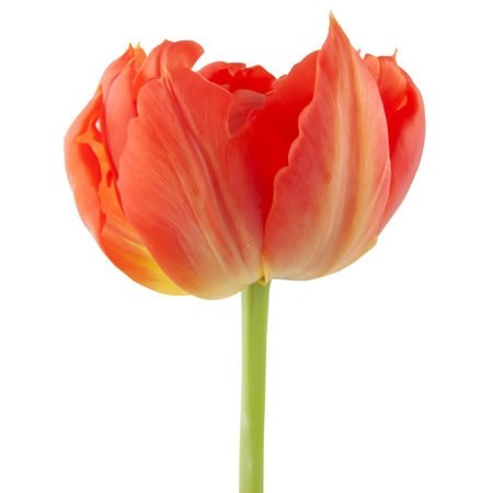 Tulips Viking