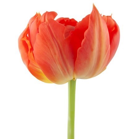 Tulips Viking