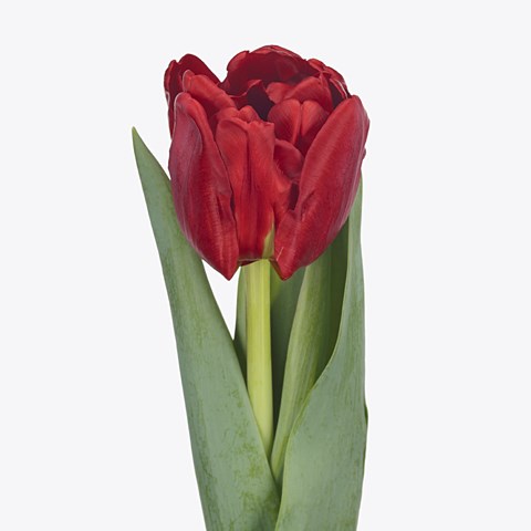 Tulips Voice Of Holland