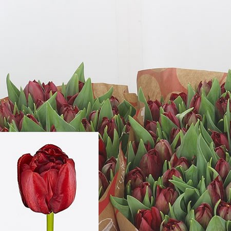 Tulips Warren Buffett