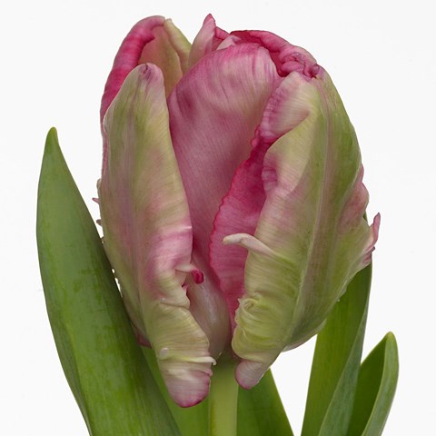 Tulips Webers Parrot Pink