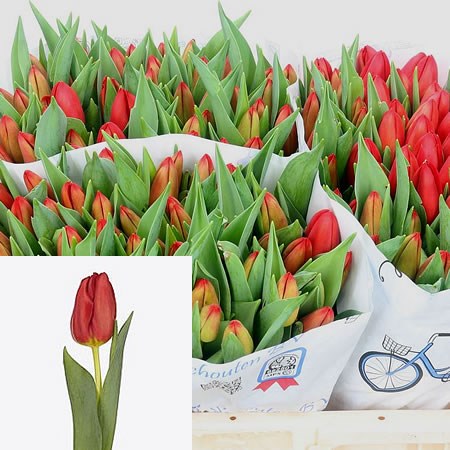 Tulips Weelen