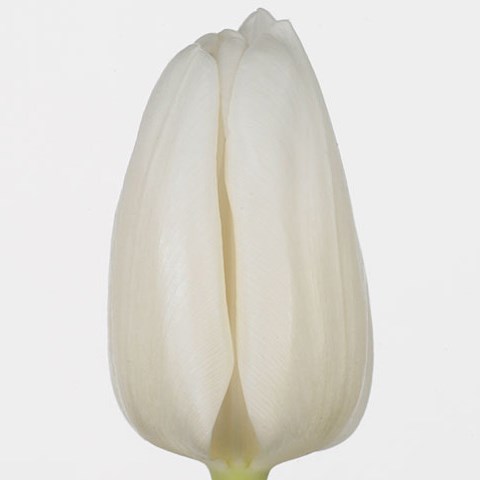 Tulips White Dream