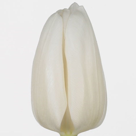 Tulips White Dream