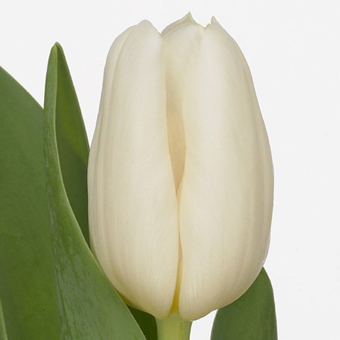 Tulips White Dynasty