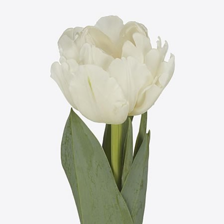 Tulips White Foxtrot