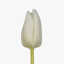 Tulips White Hero