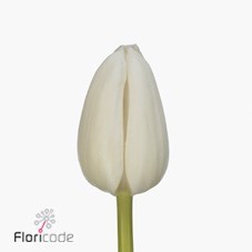 Tulips White Master