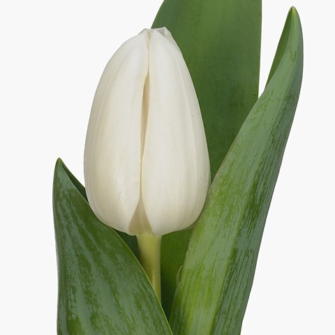 Tulips White Master