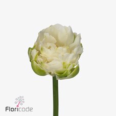 Tulips White Mountain