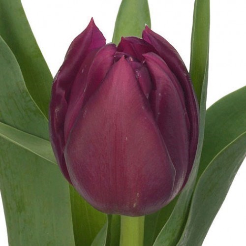 Tulips World Bowl