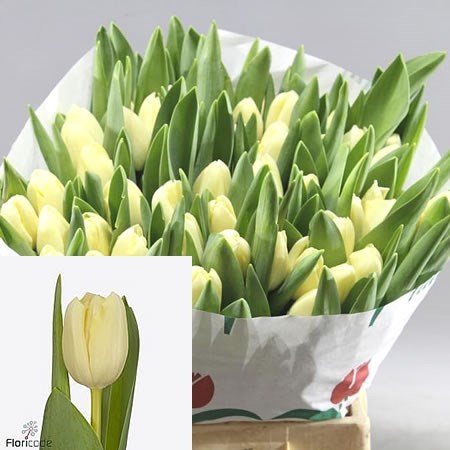 Tulips Yankee