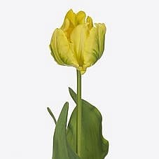 Tulips Yellow Madonna