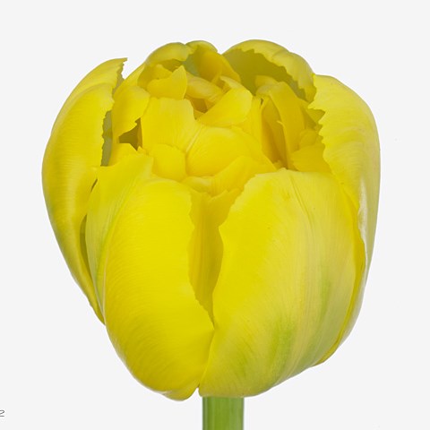 Tulips Yellow Margarita